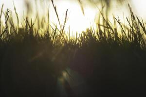defocused gräs och direkt solljus på solnedgång. natur eller miljö bakgrund foto