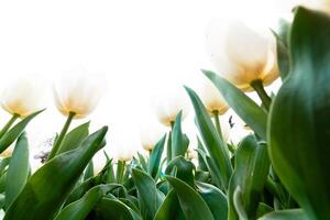 vit tulpaner tryckbar Foto. vår blommor bakgrund foto
