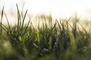 stänga upp se av gräs från jord nivå. selektiv fokus. natur bakgrund foto