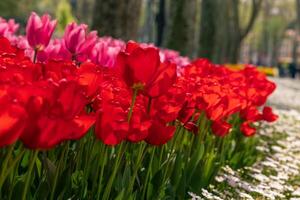 vår blomma begrepp Foto. tulpaner och prästkragar. foto