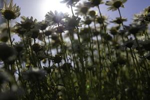 daisy eller chamomiles från jord nivå i fokus. vår blomma begrepp foto