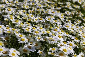 daisy i full ram se. natur eller flora bakgrund Foto
