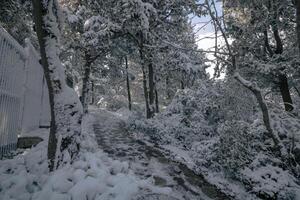 snötäckt skog eller parkera se. vinter- bakgrund Foto