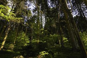 frodig skog med tall träd. kol neutralitet eller kol netto noll begrepp foto