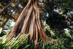 puerto de la cruz, teneriffa, kanariefågel öar, stor ficus trädgård i de trädgård av n bot nico foto