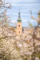 blomning grenar täckt blommor, pittoresk stadsbild prag i vår tid. blommande äpple parkera petrin i Sol ljus. foto