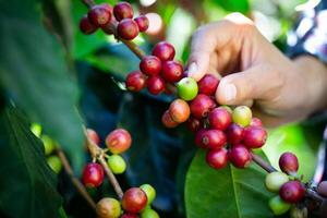 hand plockning kaffe böna frukt från de träd. agriculturist hand plockning röd arabica kaffe bönor på kaffe träd. foto