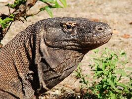 komodo drake på strand, komodo ö, öst nusa tenggara, indonesien foto