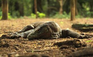 komodo drake på strand, komodo ö, öst nusa tenggara, indonesien foto