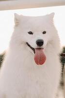 en stor vit samojed hund är Sammanträde på de pir nära de Yacht foto