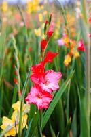 gladiolus blommor i de trädgård, närbild av Foto