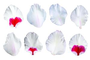 gladiolus blomma kronblad samling isolerat på en vit bakgrund, klippning väg inkluderad för lätt urval foto