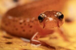 Carolina sandkullar salamander, eurycea arenicola foto