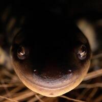 östra tiger salamander, ambystom tigrinum foto
