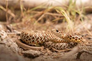 gulbuk racer, coluber constrictor foto