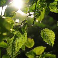 ai genererad solljus filter genom grön löv prickad med vatten droppar, gjutning strålar av ljus i en lugn skog scen foto