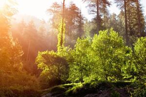 morgon- skog med solstrålar foto