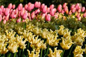 blomning tulpaner rabatt i keukenhof blomma trädgård, Nederländerna foto