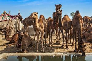 kameler på pushkar mela pushkar kamel rättvis , Indien foto