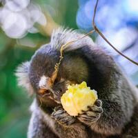 sagui apa i de vild äter en bit av banan, i de landsbygden av sao paulo Brasilien. foto