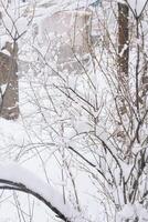 träd gren under snöfall, mot de bakgrund av de stad, närbild foto