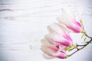 gren med blomning rosa magnolia blommor på trä- bakgrund foto