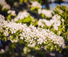 äpple träd blomstrande gren foto