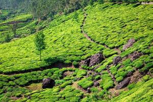 te plantager i Kerala, Indien foto