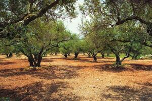 oliv träd olea europaea i Kreta, grekland för oliv olja produktion foto