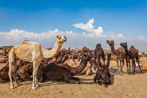 kameler på pushkar mela pushkar kamel rättvis , Indien foto