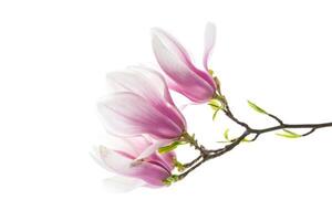 skön rosa magnolia blomma på vit bakgrund foto
