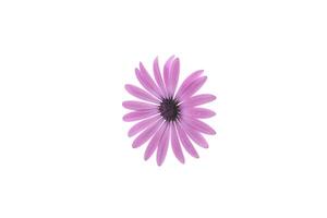 skön vit och lila osteospermum blommor på vit bakgrund foto