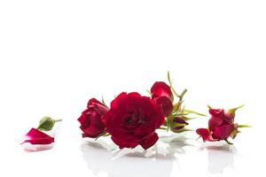 bukett av röd små rosor, på vit bakgrund. foto