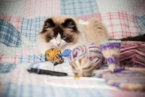 färgad trådar, stickning nålar och Övrig objekt för hand stickning och en söt inhemsk katt ragdoll foto