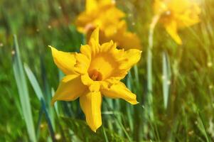 gul påskliljor i de trädgård. springtime blommor. foto