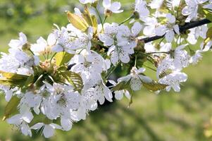 blomning frukt träd. rosa körsbär blomma blomma på en värma vår dag foto