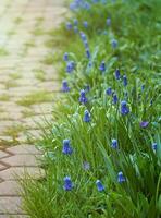 blå vår muscari blommor växande i trädgård med sten väg foto