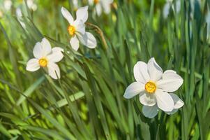 skön vit påskliljor i de trädgård. vår blommor. foto