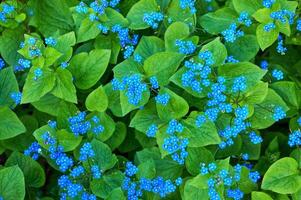 blå vår blommor. myosotis sylvatica vår blommande säsong. blommig bakgrund foto