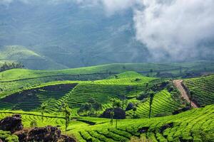 grönt teplantager i Munnar, Kerala, Indien foto