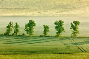 moraviska rullande landskap med träd i morgon- foto