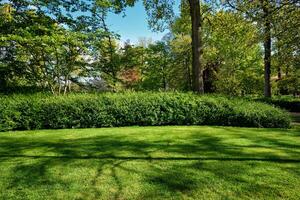 grön gräsmatta i keukenhof blomma trädgård, nederländerna foto