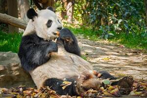 jätte panda Björn i Kina foto