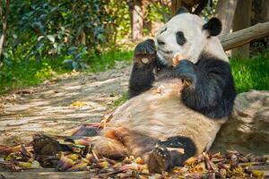 jätte panda Björn i Kina foto