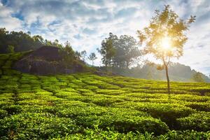 te plantage i de morgon, Indien foto