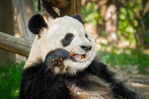 jätte panda Björn i Kina foto