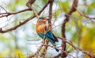 indisk vält fågel på en träd, Indien foto