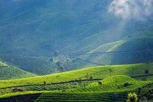 grönt teplantager i Munnar, Kerala, Indien foto