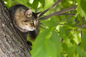 närbild skott av skön grå katt Sammanträde på en träd gren foto