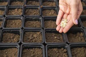 jordbrukare hand försiktigt plantering vegetabiliska frön in i kastruller med bördig jord foto